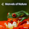 Marvels of Nature