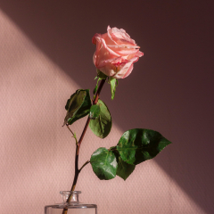 爱情电影预告片