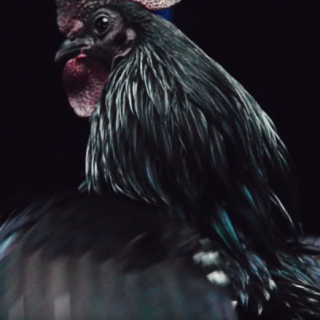 宝缇嘉美丽大公鸡祝您鸡年大吉