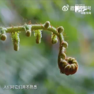 神奇动物在哪里